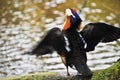 Mandarin duck open wings