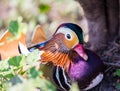 Mandarin Duck