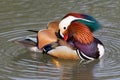 Mandarin duck on a pond 3