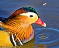 Mandarin duck portrait, in North West Wetlands.