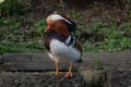 Mandarin Duck showing its beautiful feather