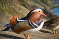 Mandarin duck side view Royalty Free Stock Photo