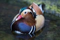 Close up portrait Mandarin duck swimming in the Adelaide zoo. Aix galericulata Royalty Free Stock Photo