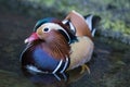 Close up portrait Mandarin duck swimming in the zoo. Aix galericulata Royalty Free Stock Photo