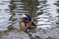 Mandarin duck sitting on the shore of the lake and cleaning itself Royalty Free Stock Photo