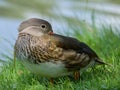 A Mandarin Duck standing on a meadow