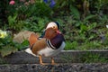 Mandarin Duck standing next to flower garden