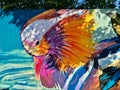 Mandarin duck - street graffiti