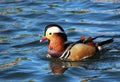 Mandarin Duck