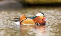 Mandarin duck swimming Royalty Free Stock Photo