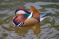 Mandarin duck swimming on a lake