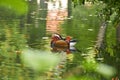 Mandarin duck. Mandarin duck swimming in the lake. Bird with bright multi-colored feathers. Duck with a beautiful color floats on Royalty Free Stock Photo