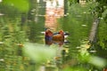 Mandarin duck. Mandarin duck swimming in the lake. Bird with bright multi-colored feathers. Duck with a beautiful color floats on Royalty Free Stock Photo