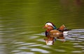 Mandarin Duck swimming on a pond in London