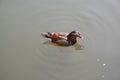 Mandarin duck swimming in pond in Shanghai China