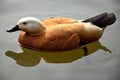 Mandarin duck swimming in a pond. Royalty Free Stock Photo