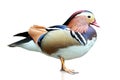 Mandarin Duck Royalty Free Stock Photo