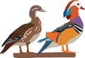 Mandarin duck vector