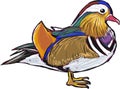 Mandarin Duck vector sketch illustration clip-art image Royalty Free Stock Photo