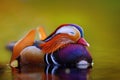 Mandarin duck floating and calm on the water Royalty Free Stock Photo