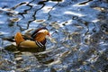 Mandarin duck in water on a sunny day Royalty Free Stock Photo