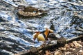 Mandarin duck in water on a sunny day Royalty Free Stock Photo