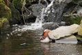 Mandarin duck on the wild brook