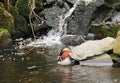 Mandarin duck on the wild brook