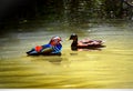 The Mandarin and duck wild to the pond Royalty Free Stock Photo