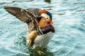 The mandarin duck yuanyang is a perching duck species found in East Asia, The mandarin, widely regarded as the worlds most