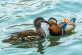 The mandarin duck yuanyang is a perching duck species found in East Asia, The mandarin, widely regarded as the world`s most