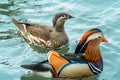 The mandarin duck yuanyang is a perching duck species found in East Asia, The mandarin, widely regarded as the world`s most