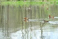 Mandarin ducks aix galericulata in the natural environment swim in a pond with greenery and leave traces in the water Royalty Free Stock Photo