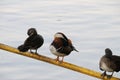 20191115 Mandarin ducks in Beihai Park, Beijing, China.