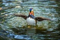 Mandarin ducks in the lake water