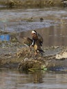 Mandarin ducks - Love Birds