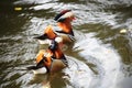 Mandarin ducks Royalty Free Stock Photo