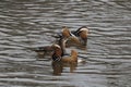 Mandarin ducks returned to their native river Royalty Free Stock Photo