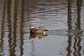 Mandarin ducks returned to their native river Royalty Free Stock Photo