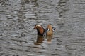 Mandarin ducks returned to their native river Royalty Free Stock Photo