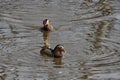 Mandarin ducks returned to their native river Royalty Free Stock Photo