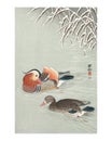 Mandarin ducks vintage illustration by Ohara Koson. Digitally enhanced by rawpixel