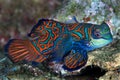 Mandarin fish Royalty Free Stock Photo