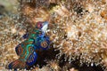 Mandarin fish Royalty Free Stock Photo