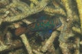 Mandarin fish Royalty Free Stock Photo