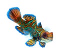 Mandarin fish isolated on white background Royalty Free Stock Photo