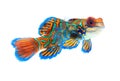 Mandarin fish isolated on white background Royalty Free Stock Photo