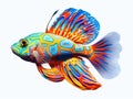 Mandarin fish isolated on white background Royalty Free Stock Photo