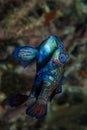 Mandarin fish mating Royalty Free Stock Photo