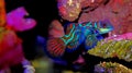 Mandarin fish Synchiropus splendidus Royalty Free Stock Photo